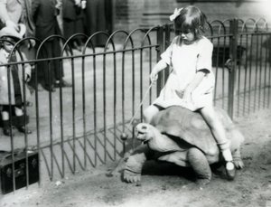 Malá dívka, Betty, drží hůl s jablkem na konci, aby vedla obří želvu, na které jede, Londýnská zoo, 1924 od Frederick William Bond