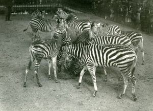 Malé stádo zeber Chapmanových, včetně mláďat, Londýnská zoo v roce 1923 od Frederick William Bond