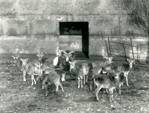 Malé stádo muflonů v londýnské zoo v listopadu 1926 od Frederick William Bond