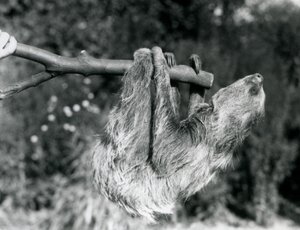 Lenochod dvouprstý visící na uříznuté větvi, kterou drží chovatel, Londýnská zoo, září 1925 od Frederick William Bond