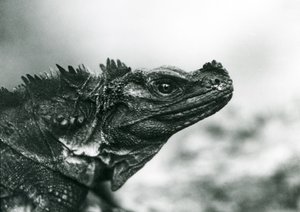 Zranitelná ještěrka Sailfin v londýnské zoo v roce 1928 (černobílá fotografie) od Frederick William Bond