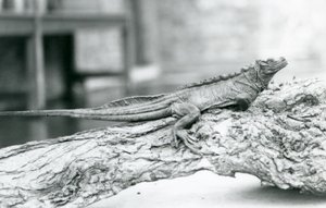 Zranitelná ještěrka plachetní odpočívá na kládě v londýnské zoo v roce 1928 (čb fotografie) od Frederick William Bond