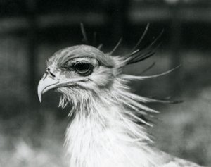 Zranitelný Secretary Bird nebo Secretarybird, v londýnské zoo v roce 1928 (černobílá fotografie) od Frederick William Bond
