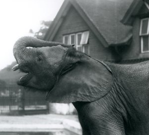 Mladý slon africký s chobotem zvednutým na čelo, Londýnská zoo, srpen 1925