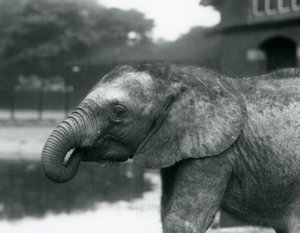 Mladý slon africký s koncem chobotu v tlamě, Londýnská zoo, srpen 1925 od Frederick William Bond