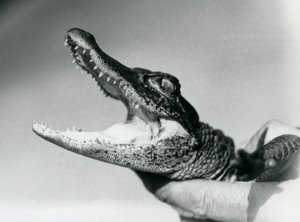 Mladý aligátor držený kolem krku jeho chovatelem, londýnská zoo, srpen 1928 (černobílá fotografie) od Frederick William Bond