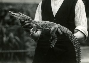 Mladý americký aligátor v držení jeho chovatele, londýnské zoo, 1924 od Frederick William Bond
