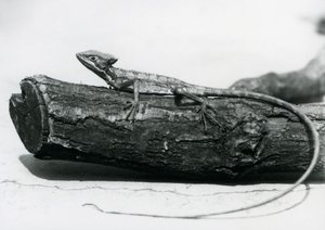 Mladý bazilišek odpočívající na kládě v londýnské zoo v srpnu 1928 (černobílá fotografie) od Frederick William Bond