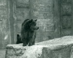 Mladý medvěd hnědý v londýnské zoo, červen 1914 od Frederick William Bond