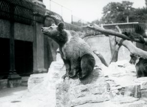 Mladý medvěd hnědý sedí na skále v popředí, další jde za ním a třetí spí na větvi, Londýnská zoo, srpen 1913 od Frederick William Bond