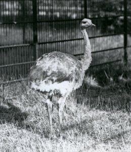 Mladý Darwinův/Malý Rhea stojící na trávě, vedle plotu svého výběhu, londýnská zoo od Frederick William Bond