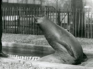 Mladý tuleň sloní dosahující dozadu, londýnská zoo od Frederick William Bond