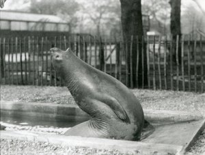 Mládě tuleně sloního natahující se dozadu, Londýnská zoo od Frederick William Bond