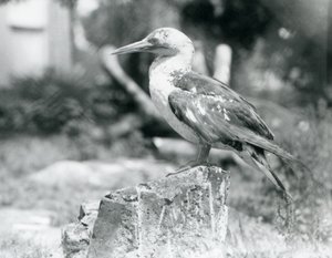 Mladý Gannet stojící na pařezu v londýnské zoo v roce 1929 (černobílá fotografie) od Frederick William Bond