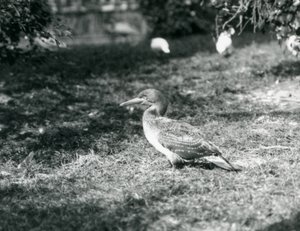 Mladý Gannet stojící na trávě v londýnské zoo v září 1927 od Frederick William Bond