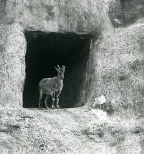 Mladý kozorožec řecký stojící ve vchodu do jeskyně v umělých skalách Mappin Terraces, London Zoo, srpen 1927 od Frederick William Bond