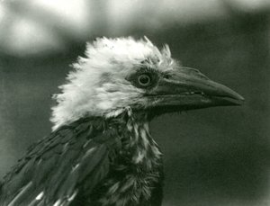 Mladý zoborožec v londýnské zoo, 1924 od Frederick William Bond