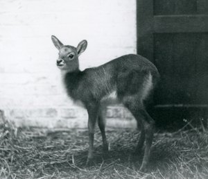 Mládě lechwe stojící na seně, Londýnská zoo, leden 1926 od Frederick William Bond