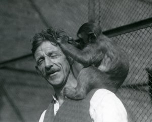 Mladá opice pečující o vlasy chovatele Flewina, Londýnská zoo 1928 (černobílá fotografie) od Frederick William Bond