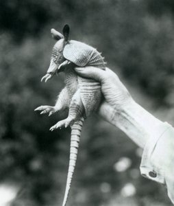 Mladý pásovec devítipásý Pásovec dlouhonosý držený v ruce chovatele, Londýnská zoo, srpen 1926 od Frederick William Bond