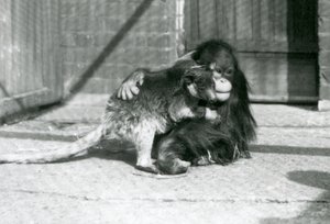 Mladý orangutan objímá stromového klokana v londýnské zoo v roce 1927 (černobílá fotografie) od Frederick William Bond