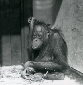 Mladý orangutan sedící ve výběhu v londýnské zoo, říjen 1925 od Frederick William Bond