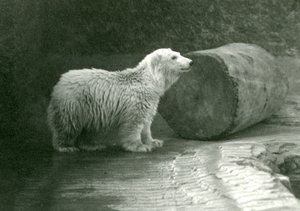 Mladý lední medvěd v londýnské zoo v listopadu 1924 od Frederick William Bond