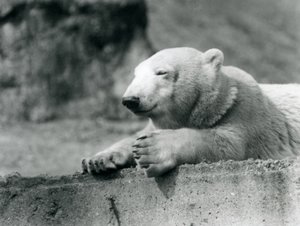 Mladý lední medvěd odpočívá na betonové římse v londýnské zoo v roce 1927 od Frederick William Bond