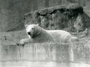 Mladý lední medvěd odpočívá na skalnaté římse ve svém výběhu v londýnské zoo v roce 1927 od Frederick William Bond