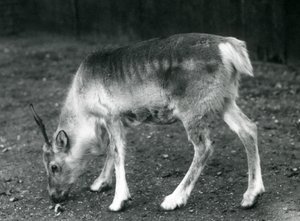 Mladý sob v londýnské zoo, 1925 od Frederick William Bond