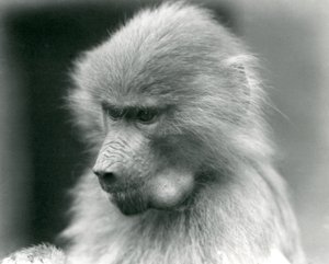 Mladý pavián posvátný s plným lícním vakem, Londýnská zoo, 1925 od Frederick William Bond