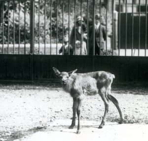 Mladý Wapiti/Elk stojící ve výběhu s návštěvníky hledícími skrz mříže, Londýnská zoo, srpen 1927 (černobílá fotografie) od Frederick William Bond