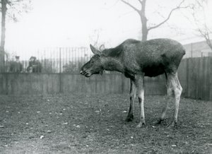 Mladý býk Elk/Moose, s ranami po nedávno shozených parozích, stojící ve svém výběhu v londýnské zoo (černobílá fotografie) od Frederick William Bond