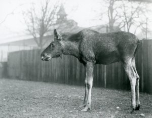 Mladý býk Elk/Moose, s ranami po nedávno shozených parozích, stojící ve svém výběhu v londýnské zoo (černobílá fotografie) od Frederick William Bond