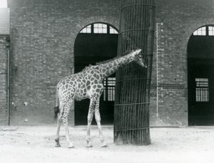 Mladá žirafí samice stojící před stromem, ve výběhu před Giraffe House, London Zoo od Frederick William Bond