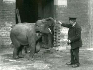 Mladá samice slona indického s chovatelem H. Robertsonem, Londýnská zoo, 22. února 1922 od Frederick William Bond
