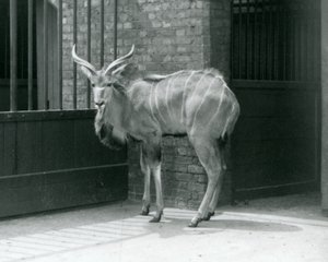 Mladý samec Greater Kudu stojící ve výběhu v londýnské zoo v roce 1929 (černobílá fotografie) od Frederick William Bond