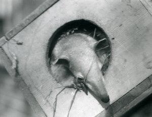 Mladý tamandua vykukuje ze své hnízdní budky, londýnská zoo, duben 1925 od Frederick William Bond