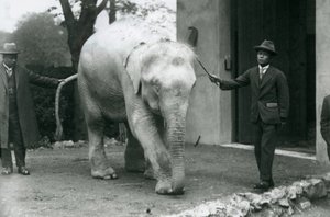 Albínský bílý barmský slon Pawah s ošetřovateli včetně Dr. Saw Po Mina, Londýnská zoo, květen 1926 od Frederick William Bond