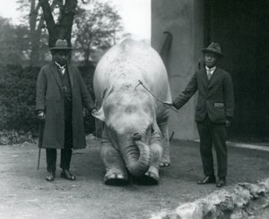 AlbinoWhite Elephant Pawah s Dr. Saw Po Min a synem, Londýnská zoo, květen 1926 od Frederick William Bond
