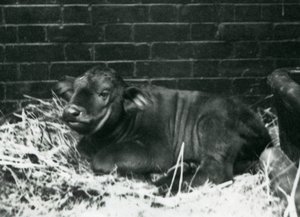 Mládě AfricanCape Buffalo, narozené ve zvěřinci 8. února 1927, ležící na slámě, londýnská zoo, únor 1927 od Frederick William Bond