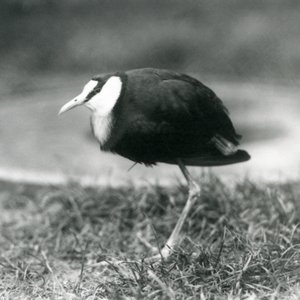 Africká Jacana stojící na trávě v londýnské zoo, srpen 1927 od Frederick William Bond
