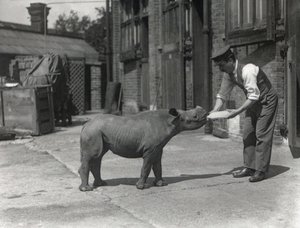 Africký nosorožec Kathlene a chovatel Harry Warryck v ZSL London Zoo, září 1928 od Frederick William Bond