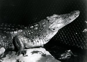 Americký aligátor v londýnské zoo v září 1924 od Frederick William Bond
