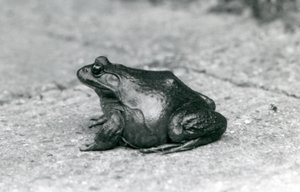 Americká Bullfrog, Londýnská zoo, 1925 od Frederick William Bond