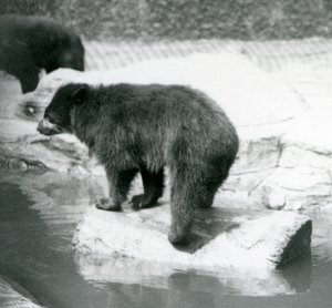 Andský medvěd brýlatý balancující na kládě v kaluži vody, Londýnská zoo, červen 1925 od Frederick William Bond
