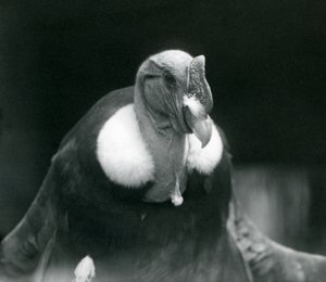Andský kondor v londýnské zoo v roce 1926 od Frederick William Bond