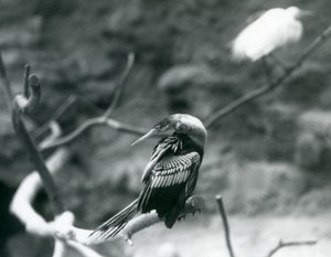 Anhinga American DarterSnakebirdWater Turkey sedící na větvi v londýnské zoo v září 1927 od Frederick William Bond