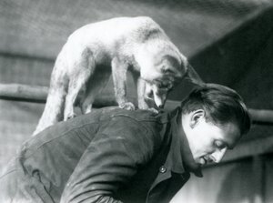 Arabská liška obecná se dívá přes rameno chovatele F. Shelleyho, stojícího na zádech, když se sklání, London Zoo, 1925 od Frederick William Bond