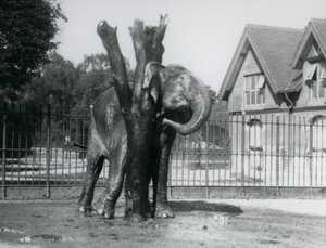 Asijský slon škrábající se za uchem na škrabadle ve svém výběhu, londýnská zoo od Frederick William Bond